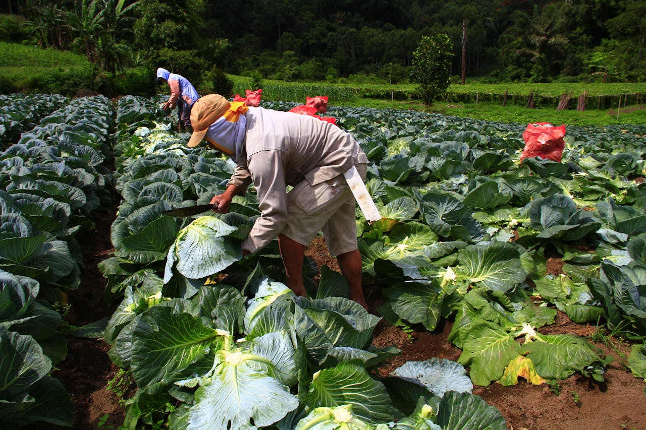 Agriculture investment