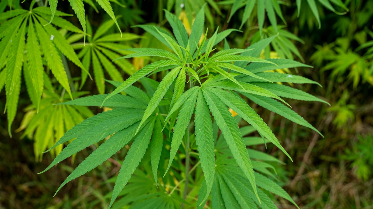 Cannabis sector investment